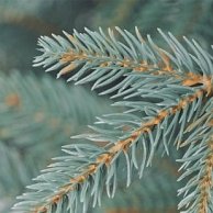 Ель искусственная Бифорес Красавица голубая 1.3м