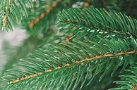 Ель искусственная Бифорес Крона темная 3м